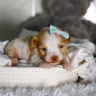 Ellie - Available 3/12