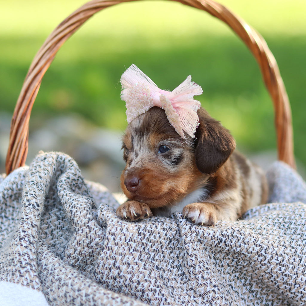 Emma - Available 9/24