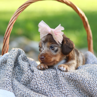 Emma - Available 9/24