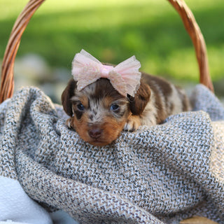 Emma - Available 9/24