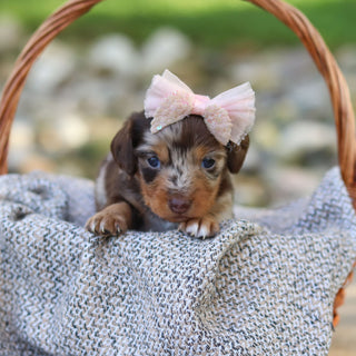 Emma - Available 9/24