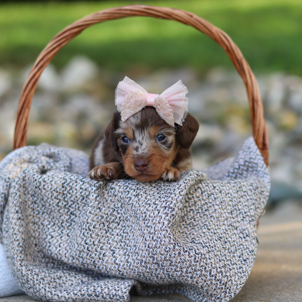 Emma - Available 9/24
