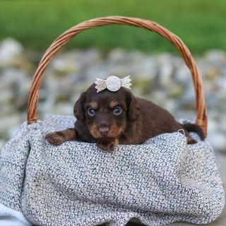 Elsa - Available 9/24