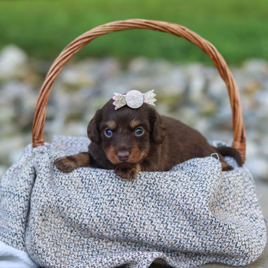 Elsa - Available 9/24