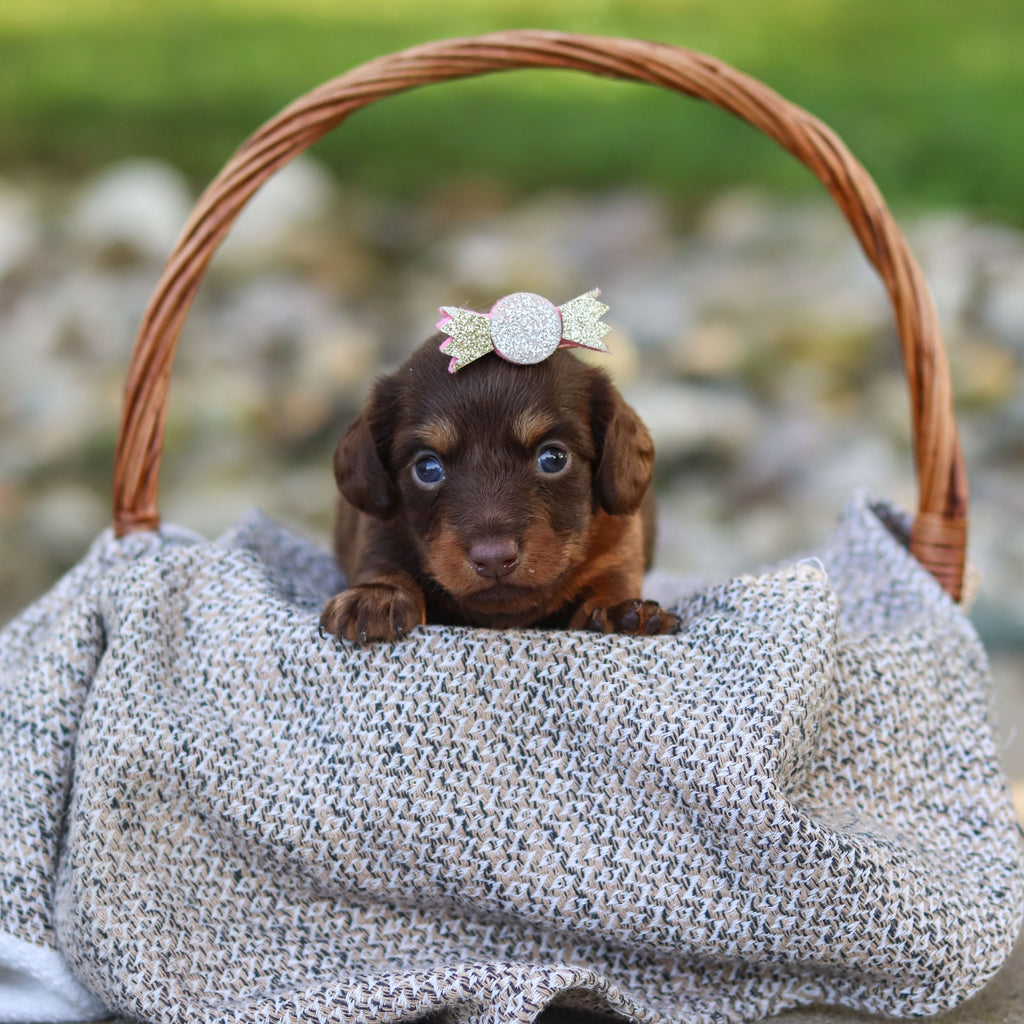 Elsa - Available 9/24