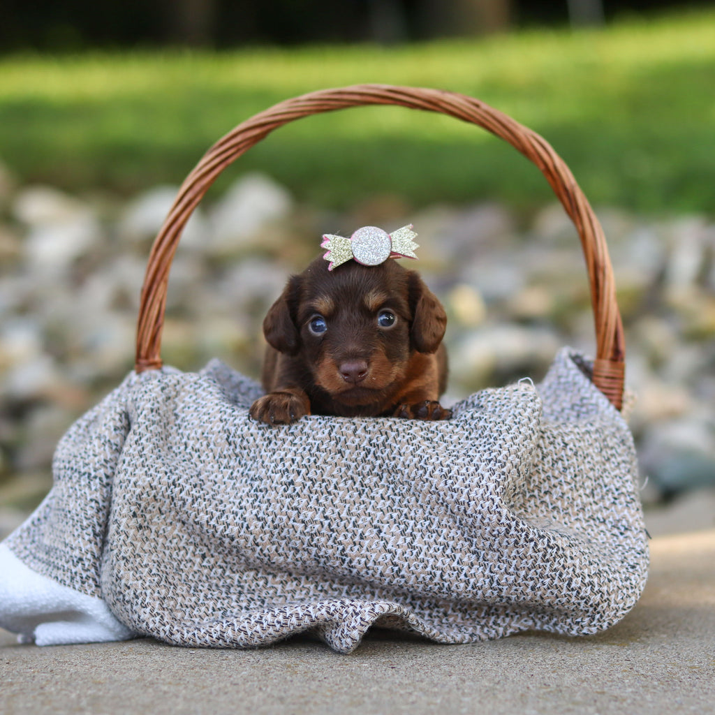 Elsa - Available 9/24
