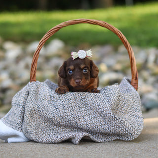 Elsa - Available 9/24