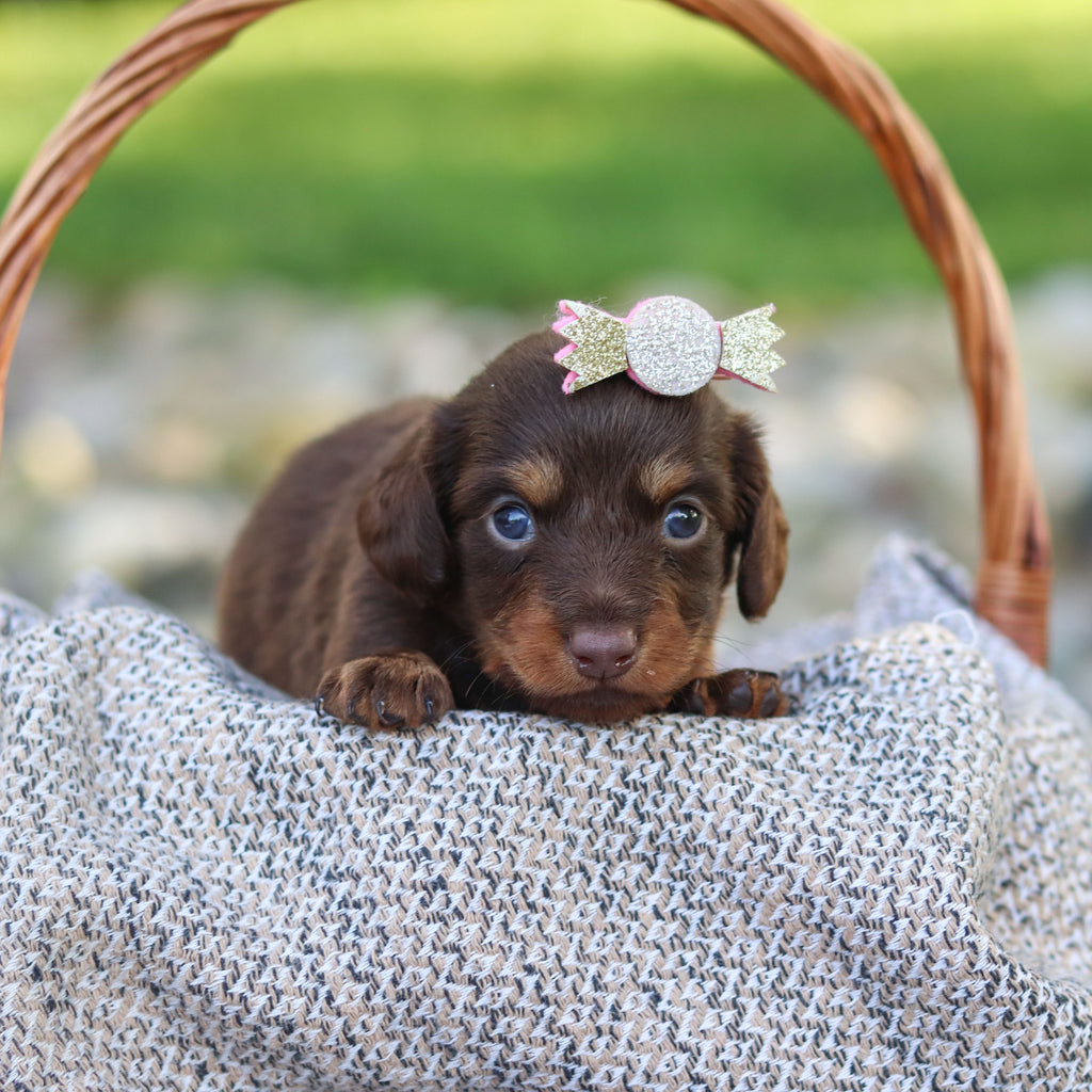 Elsa - Available 9/24