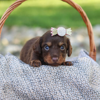 Elsa - Available 9/24