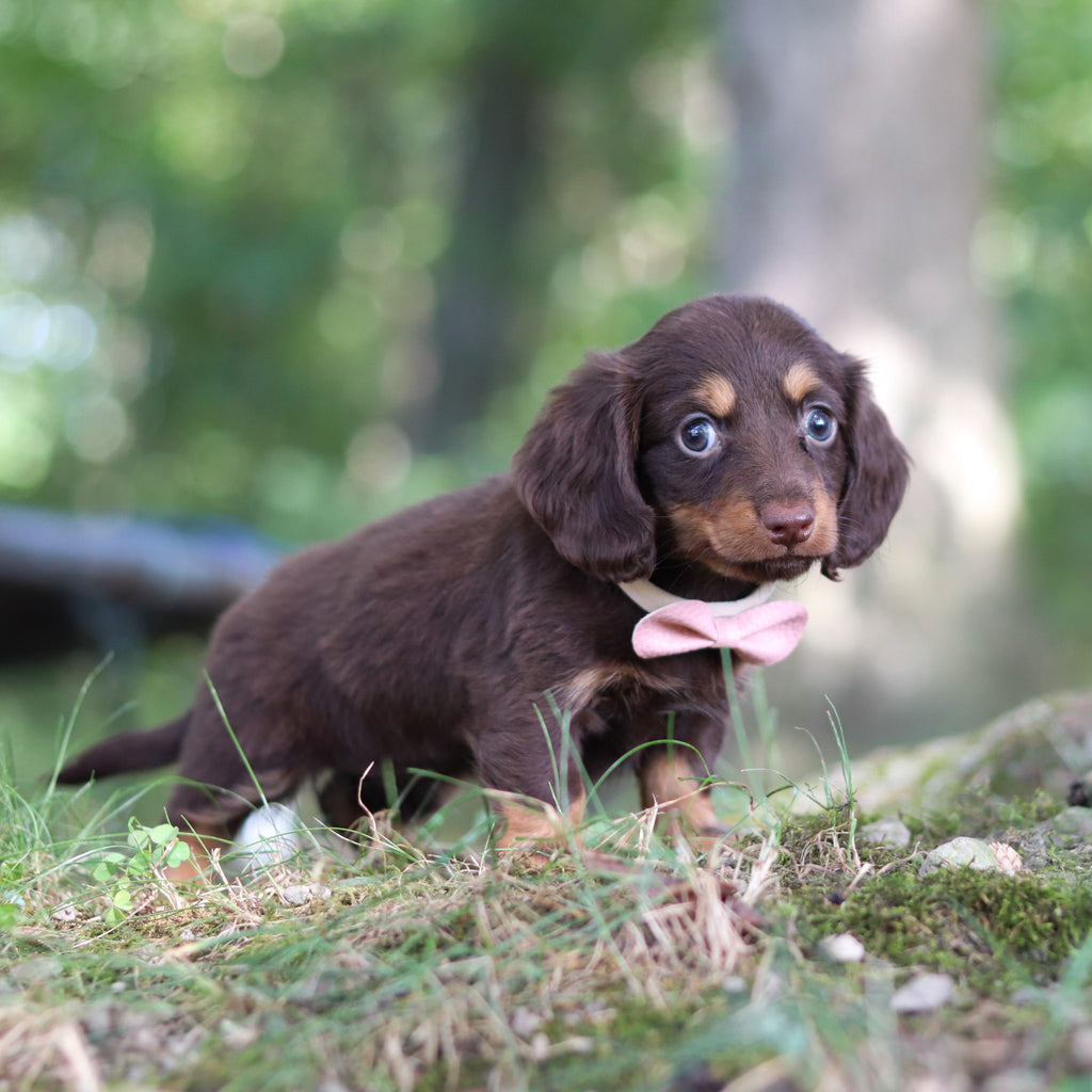 Elsa - Available Now