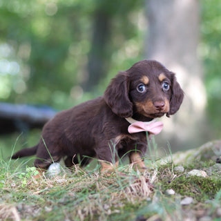 Elsa - Available Now