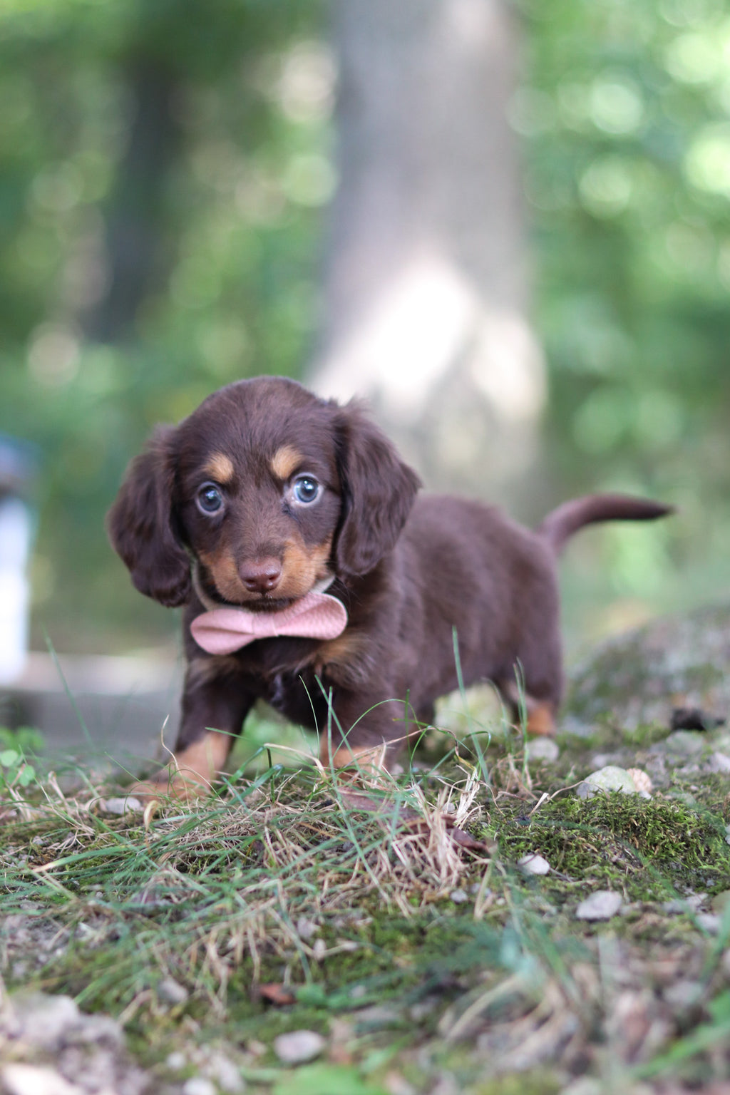 Elsa - Available Now