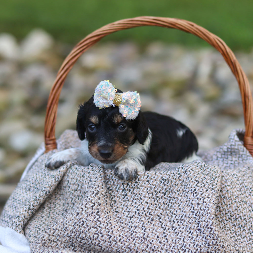 Dollie - Available 9/24