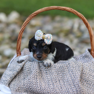 Dollie - Available 9/24