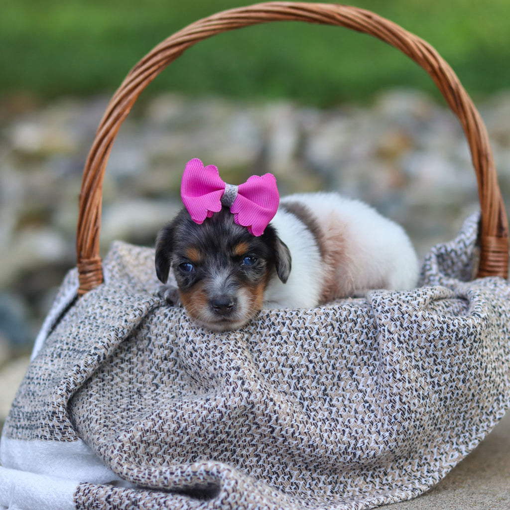 Bonnie - Available 9/24