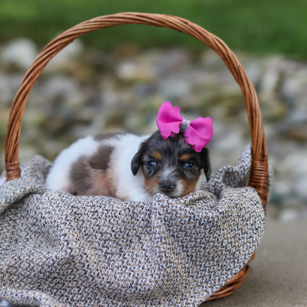 Bonnie - Available 9/24