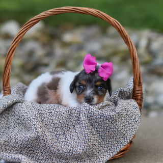 Bonnie - Available 9/24