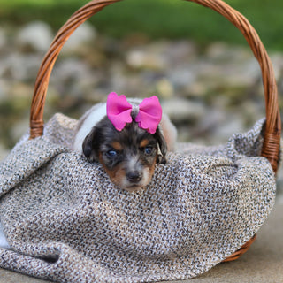 Bonnie - Available 9/24