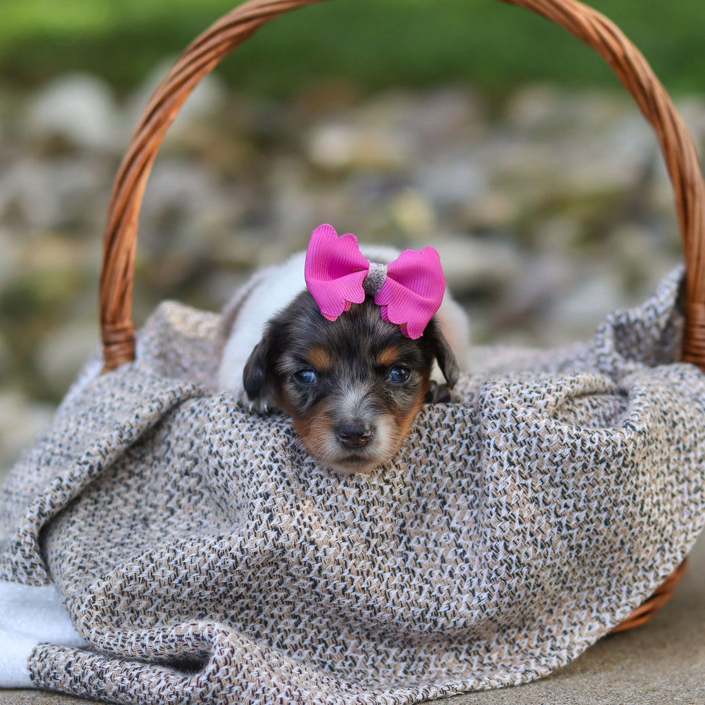 Bonnie - Available 9/24