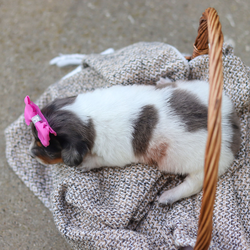 Bonnie - Available 9/24