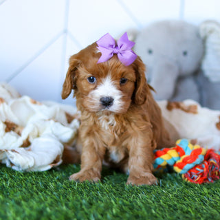 Winnie - Available Now