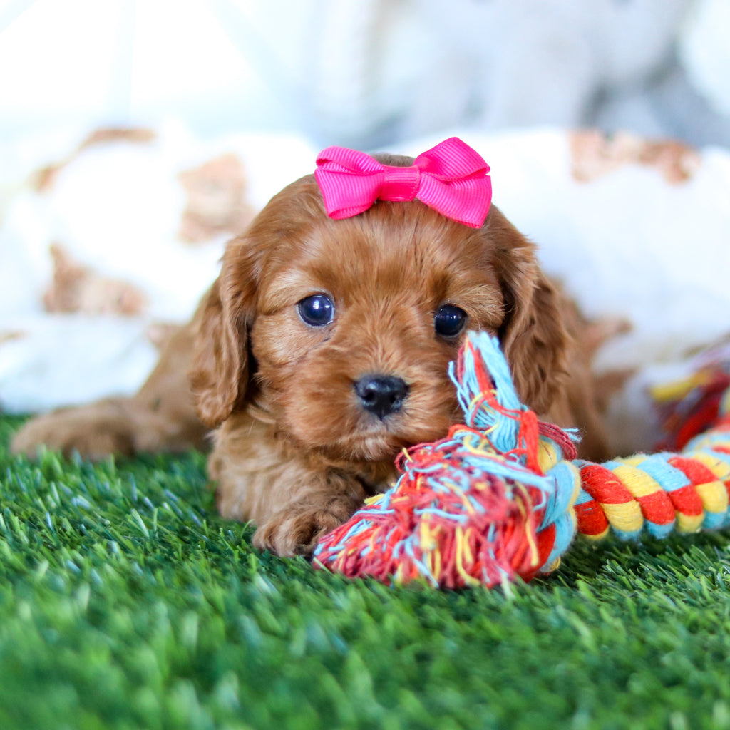 Wilma - Available Now