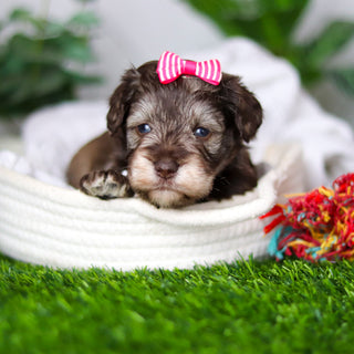 Zendaya - Available 2/18