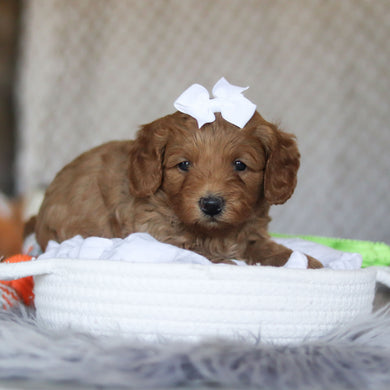 Ellie - Available 5/7