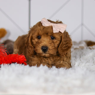 Ellie - Available Now