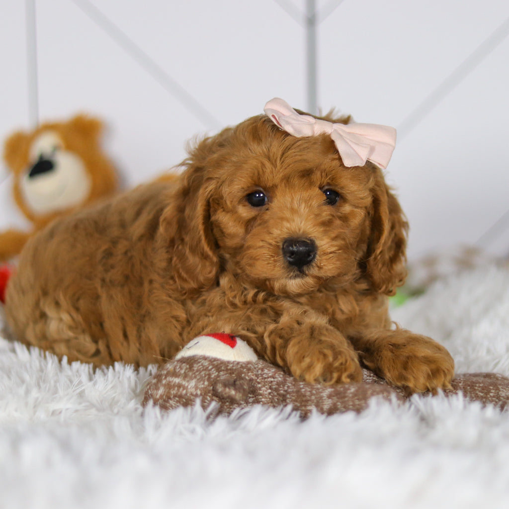 Ellie - Available Now