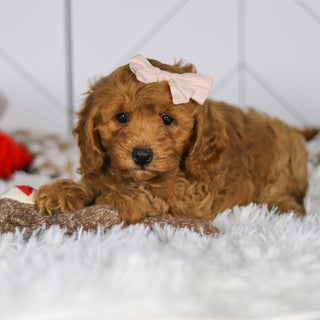 Ellie - Available Now