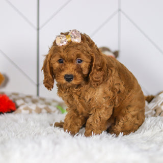 Elsie - Available Now