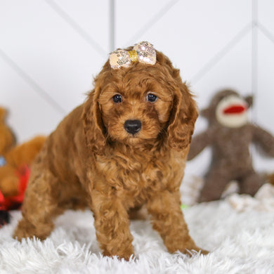 Elsie - Available 5/7
