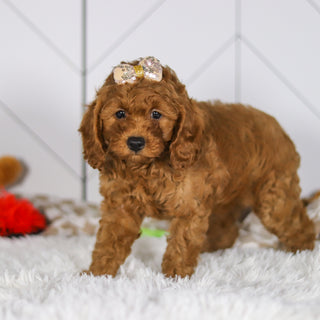 Elsie - Available Now