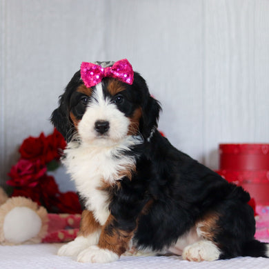 Navy - Available 2/26