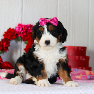 Navy - Available 2/26