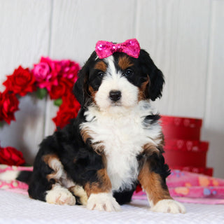 Navy - Available 2/26