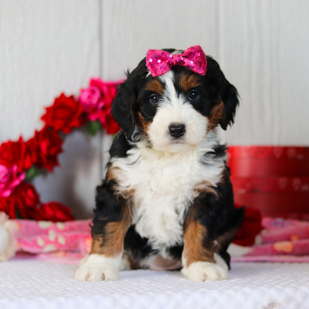 Navy - Available 2/26