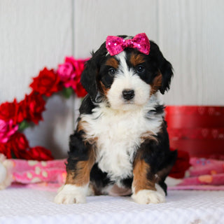 Navy - Available 2/26