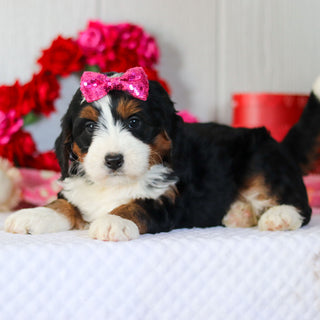 Navy - Available 2/26