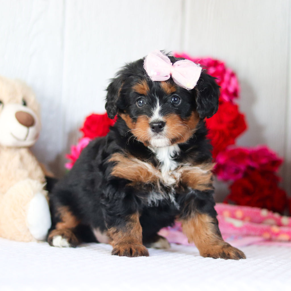 Nola - Available 2/26