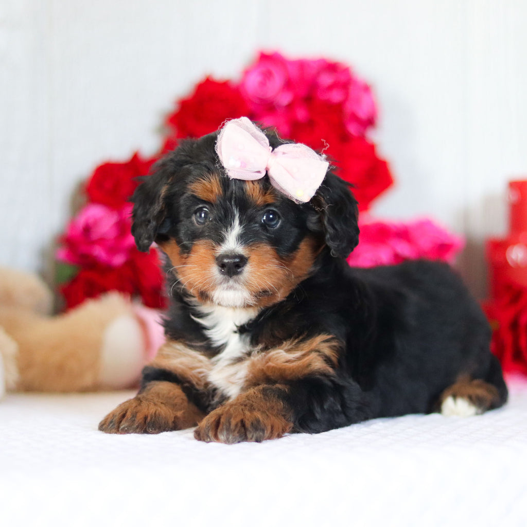 Nola - Available 2/26