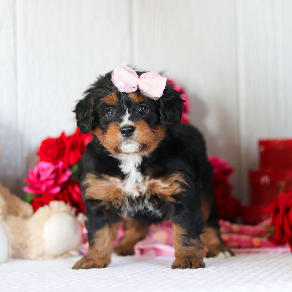 Nola - Available 2/26