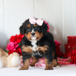 Nola - Available 2/26