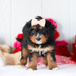 Nettie - Available 2/26