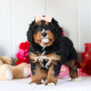 Nettie - Available 2/26