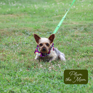 Sawyer - Available 12/17