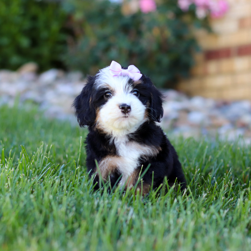 Hadley - Available 7/9