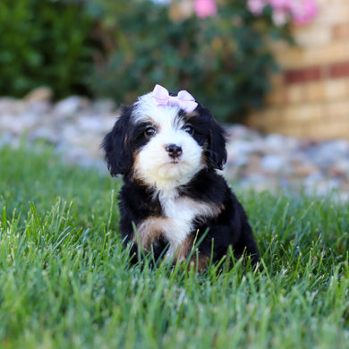 Hadley - Available 7/9
