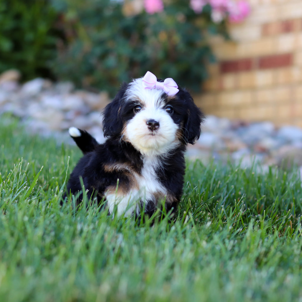 Hadley - Available 7/9